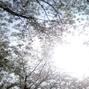 带土抓住玖辛奈的头发
